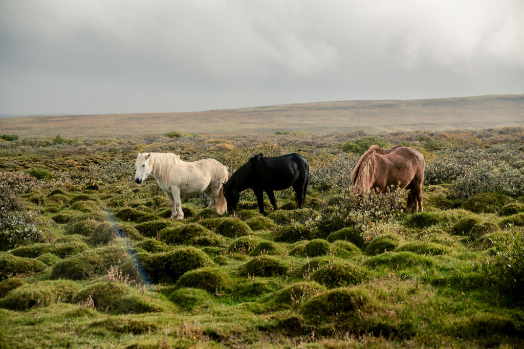 iceland8